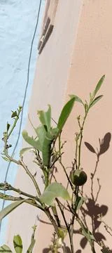 Caterpillar Stock Photos