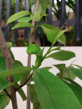 Caterpillar Stock Photos