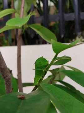 Caterpillar Stock Photos