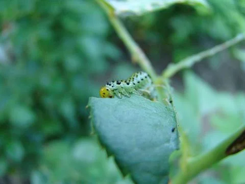 Caterpillar Stock Photos
