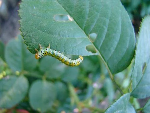 Caterpillar Stock Photos