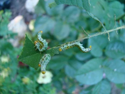 Caterpillar Stock Photos