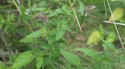 Caterpillar on Plant Stock Footage 52213396