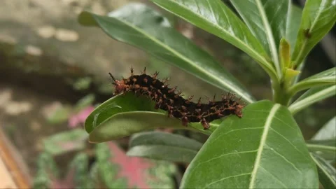 Caterpillar with plant Видео 228809420