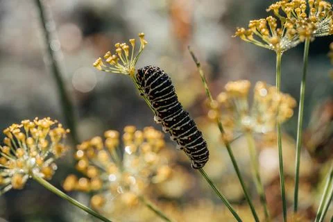 Caterpillar of popilio butterfly of dill stem, garden pests Foto stock