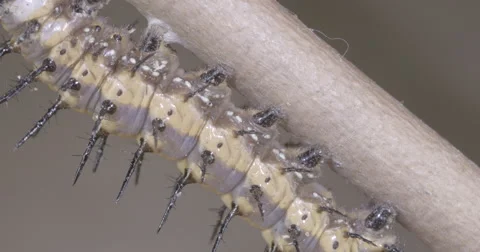 Caterpillar prepares to attach to silk button for metamorphosis 4k super macro Stock Footage 68362395