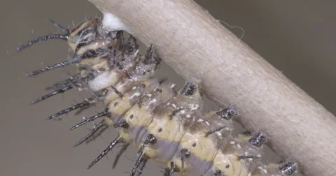 Caterpillar prepares to attach to silk button for metamorphosis 4k super macro Video stock 68366507