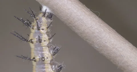 Caterpillar prepares for metamorphosis process 4k super macro Stock Footage 68365132