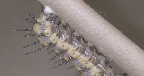 Caterpillar prepares for metamorphosis process 4k super macro Stock Footage 68365806