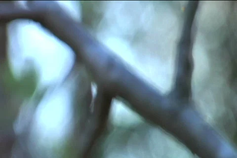 Caterpillar Rack Focus Vidéo 373960