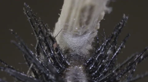 Caterpillar re-attaches tail (cremaster) into silk button for metamorphosis Stock Footage 68333101