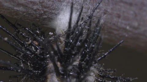 Caterpillar re-attaches tail (cremaster) into silk button for metamorphosis Stock Footage 68333373