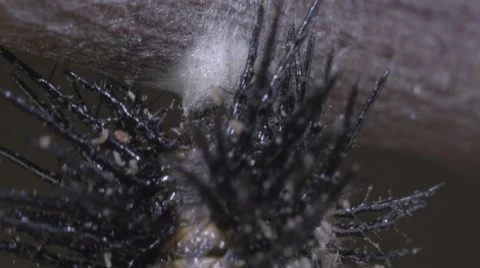 Caterpillar re-attaches tail (cremaster) into silk button for metamorphosis Stock Footage 68333379