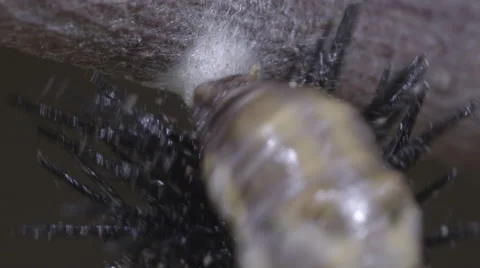 Caterpillar re-attaches tail (cremaster) into silk button for metamorphosis Stock Footage 68334946