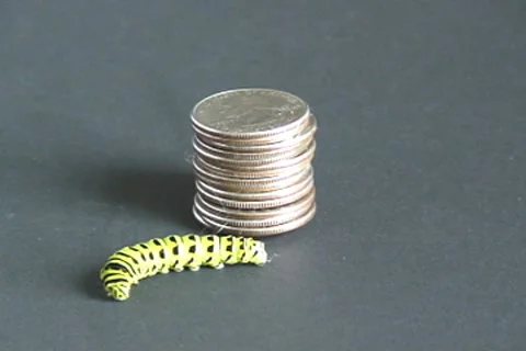 Caterpillar relief Stock Footage 7755331