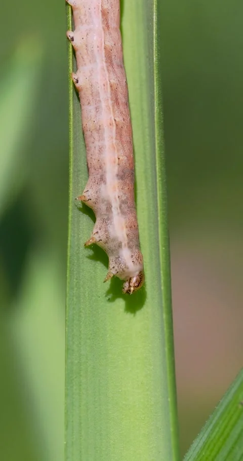 A Caterpillar Resting on a Bluebell Leaf Stock Footage 345666084