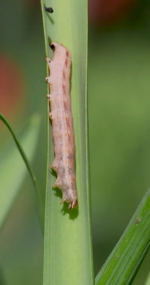 A Caterpillar Resting on a Bluebell Leaf Stock Footage 345666097