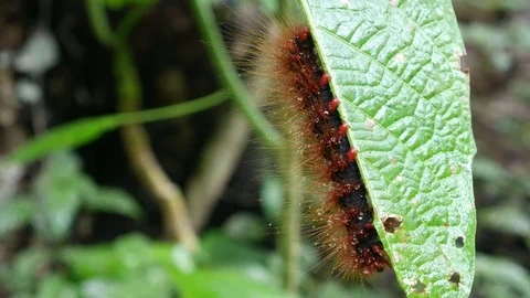 Caterpillar resting under the leaf Stock Footage 78681423