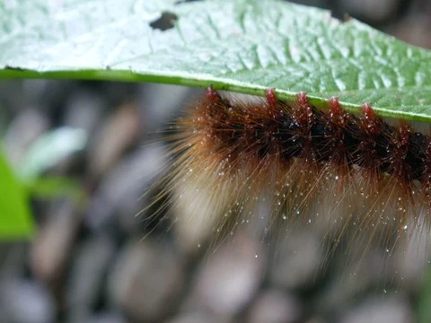 Caterpillar resting under the leaf Stock Footage 78682002