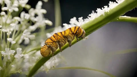 A caterpillar rests delicately on a leaf Stock Footage 270355487