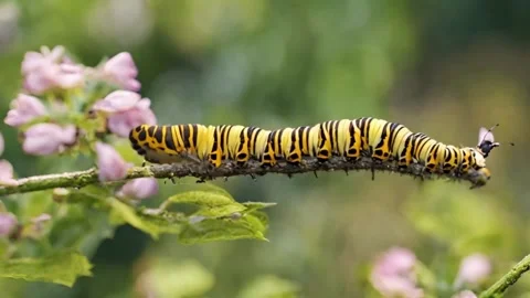 A caterpillar rests delicately on a leaf Stock Footage 270355488