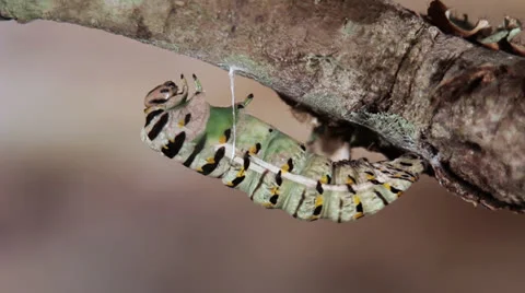 Caterpillar Reveals Chrysalis Stock Footage 25603452