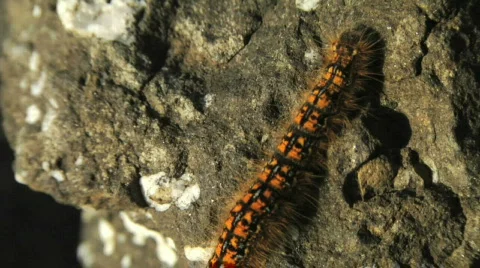 Caterpillar on Rock 動画素材 97022