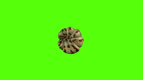 Caterpillar Roll Green Screen Animation 4K Rendering Vidéo 295556387