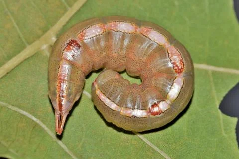 Caterpillar rolled up on a leaf. Stock Photos