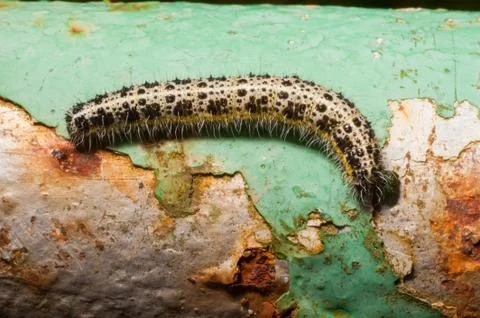 Caterpillar on rusty background Stock Photos