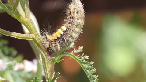 Caterpillar of a rusty tussock moth Stock Footage 81452145