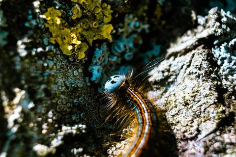 Caterpillar seen in a fruit tree, possibly the lackey moth, malacosoma neus.. 库存照片