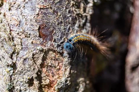 Caterpillar seen in a fruit tree, possibly the lackey moth, malacosoma neus.. Foto stock