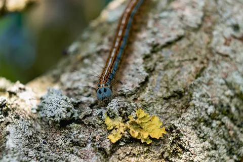 Caterpillar seen in a fruit tree, possibly the lackey moth, malacosoma neus.. 스톡 사진