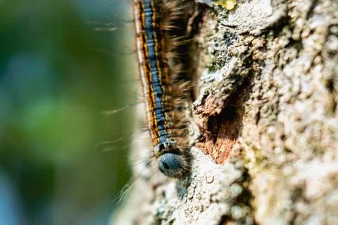 Caterpillar seen in a fruit tree, possibly the lackey moth, malacosoma neus.. Stockfoto's