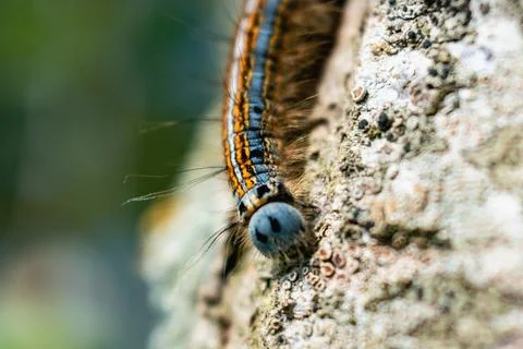 Caterpillar seen in a fruit tree, possibly the lackey moth, malacosoma neus.. Stockfoto's