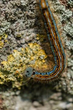 Caterpillar seen in a fruit tree, possibly the lackey moth, malacosoma neus.. 스톡 사진