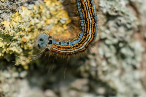 Caterpillar seen in a fruit tree, possibly the lackey moth, malacosoma neus.. 스톡 사진