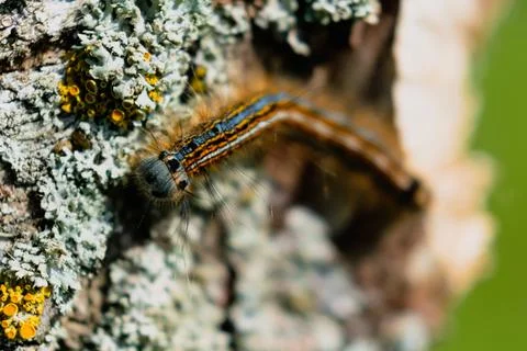 Caterpillar seen in a fruit tree, possibly the lackey moth, malacosoma neus.. 스톡 사진