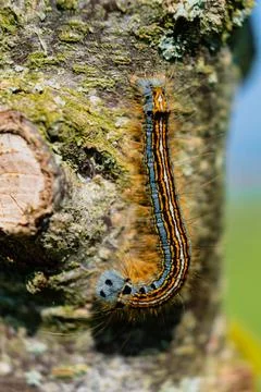 Caterpillar seen in a fruit tree, possibly the lackey moth, malacosoma neus.. 스톡 사진
