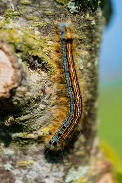 Caterpillar seen in a fruit tree, possibly the lackey moth, malacosoma neus.. 스톡 사진