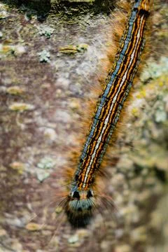 Caterpillar seen in a fruit tree, possibly the lackey moth, malacosoma neus.. 库存照片
