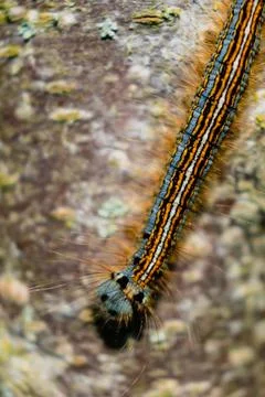 Caterpillar seen in a fruit tree, possibly the lackey moth, malacosoma neus.. Stock Photos