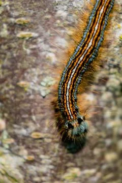 Caterpillar seen in a fruit tree, possibly the lackey moth, malacosoma neus.. 스톡 사진
