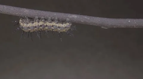 Caterpillar selects site on twig to spin silk for metamorphosis 30x time lapse Stock Footage 68309735