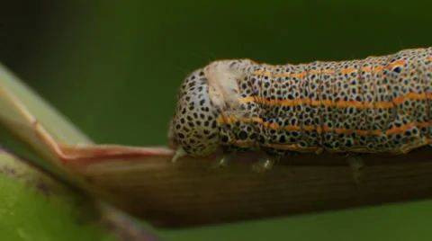 Caterpillar Sequence Stock Footage 29152862