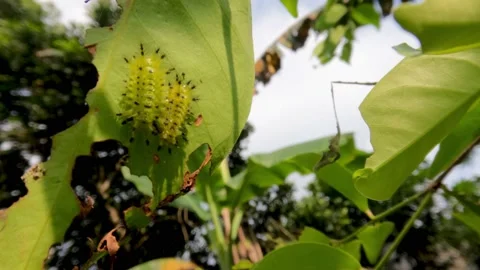 Toxic Sting Stock Video Footage | Royalty Free Toxic Sting Videos | Pond5