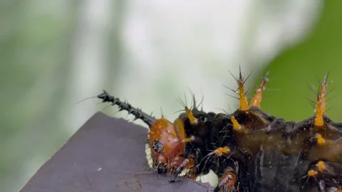 Caterpillar silky worm insect Video stock 274414806