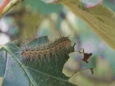 The caterpillar sits on a leaf of a tree Stockbeeldmateriaal 98991251