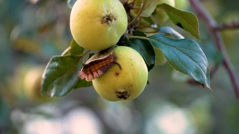 Caterpillar sitting on an apple Stock Footage 97627868